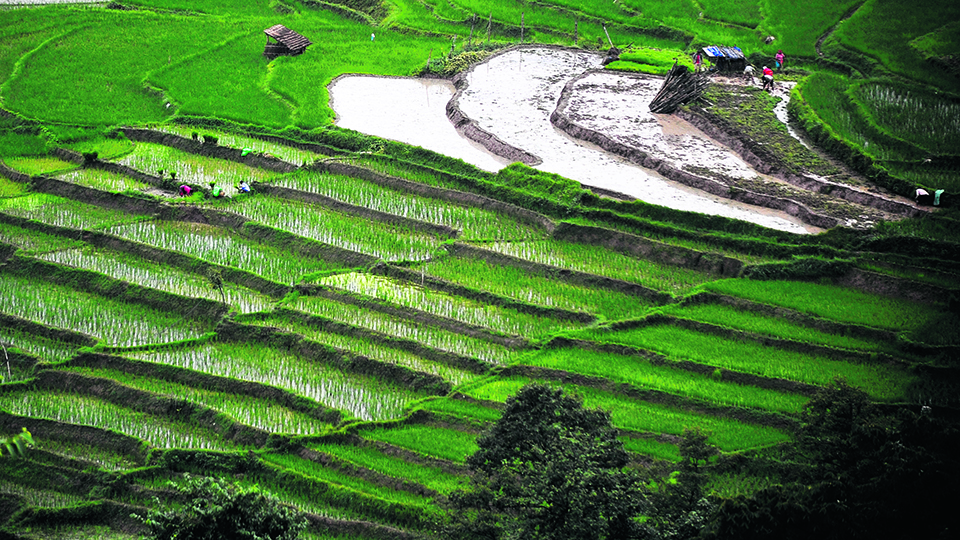 Nepal’s paddy production increases 4.37 percent to over 5.72 million tons this year
